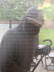 picture of a burglar looking in a window with blinds