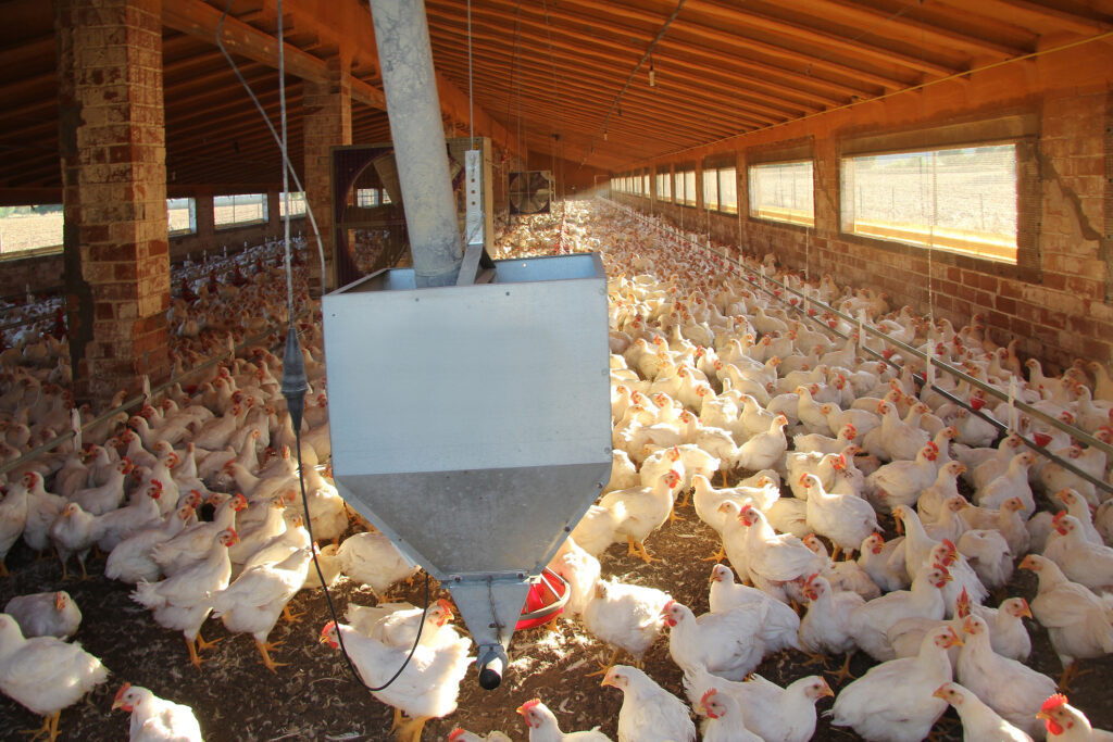 a farm of chickens that are on the ground