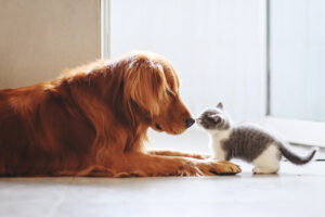 Dog and kitten secure at home