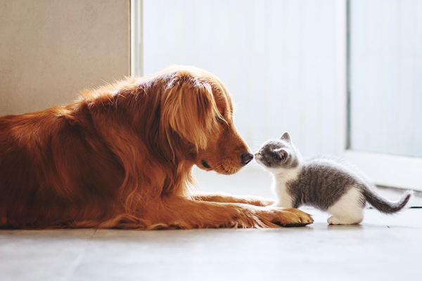 Dog and kitten secure at home